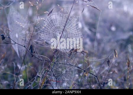spiderwebs in a field. Close up Cobweb Stock Photo