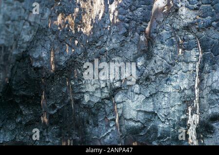 charred tree bark texture. Burnt tree damaged from wildfire in a firewood Stock Photo