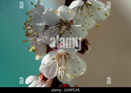 Low angle view of apricot blossom Stock Photo