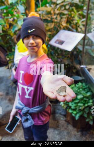 Ten year old boy at the Schmetterling House, Butterfly Zoo, Vienna, Austria. Stock Photo