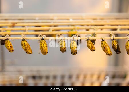 Butterfly chrysalis at  Schmetterling House, Butterfly Zoo, Vienna, Austria. Stock Photo