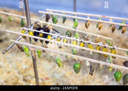Butterfly chrysalis at  Schmetterling House, Butterfly Zoo, Vienna, Austria. Stock Photo
