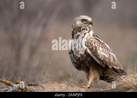 Rough-legged Buzzard, Buteo lagopus, stands on the ground. Stock Photo