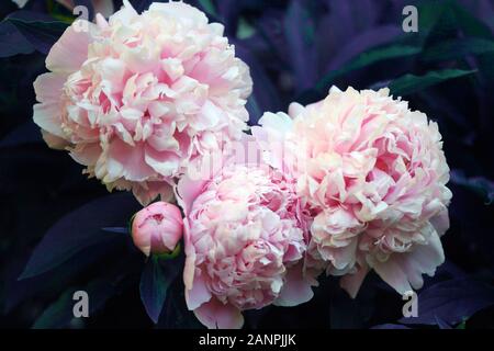 Beautiful pink peony background in vintage style. Beautiful flowers, peonies. A bouquet of pink pawns background. Lush petals of white-pink peony Stock Photo