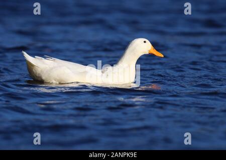 A white duck swimming on a pond in winter Stock Photo