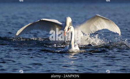 A territorial mute swan Cygnus olor chasing off a younger swan from the lake in winter Stock Photo