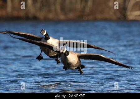 A Pair of Canada Geese Branta canadensis flying over a blue lake in Winter Stock Photo