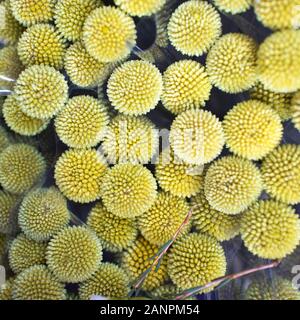 Yellow flowers in vase. Craspedia. Billy Balls. Drumsticks. White background Stock Photo