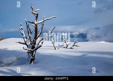 WY03638-00...WYOMING - Snow covered Upper Terraces of Mammoth Hot Springs in Yellowstone National Park. Stock Photo