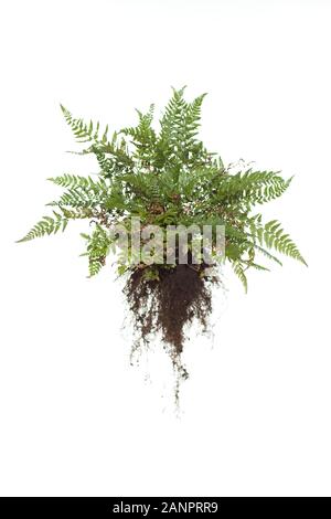 Whole Hard Shield Fern with roots on isolated white background