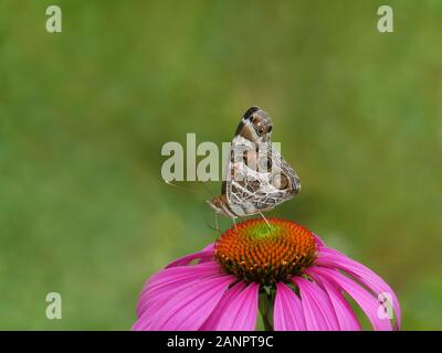 Painted Lady butterfly  (Vanessa cardui) sipping nectar from Purple Coneflower (Echinacea purpurea) Stock Photo