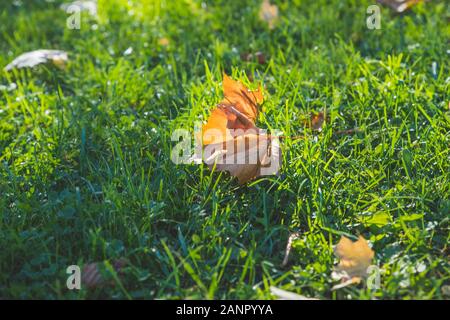 Golden morning sun rays on green grass in autumn. Beautiful nature background. Very shallow depth of field. Stock Photo