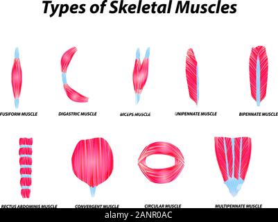 The anatomical structure of skeletal muscles. Infographic. Vector illustration on isolated background. Stock Vector