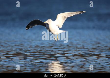 Ring-Billed Gull Larus delawarensis flying over a lake in winter Stock Photo