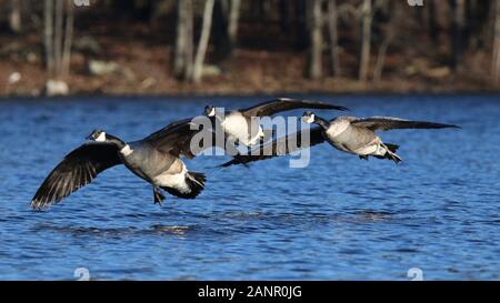 Three Canada Geese Branta canadensis flying over a blue lake in winter Stock Photo