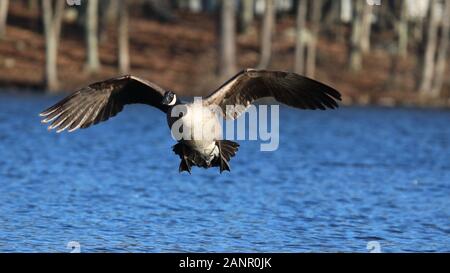 A lone Canada Goose Branta canadensis flying over a blue lake in winter Stock Photo