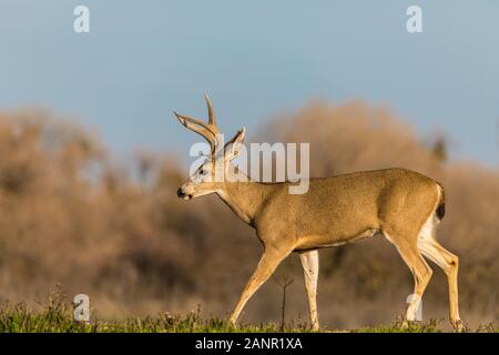 California Blacktail deer (O.h. columbianus) at the San Luis National Wildlife refuge in the Central Valley of California USA Stock Photo