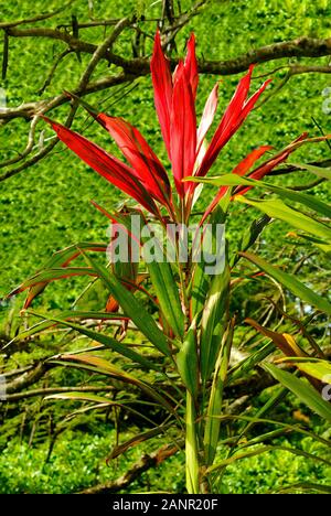 Hawaiian Ti Plant Latin name Cordyline terminalis Stock Photo