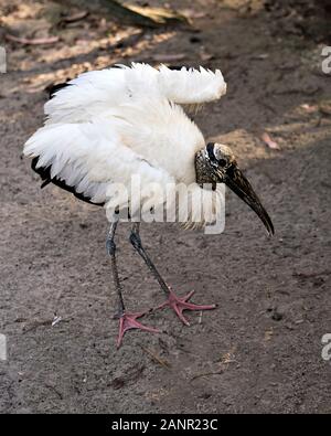 Wood stork bird image displaying its beautiful white and black feathers plumage, beak and red feet with background and enjoying its environment. Stock Photo