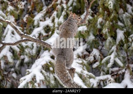 Squirrel. Eastern gray squirrel in the snow, natural scene from wisconsin Stock Photo