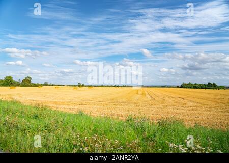 Golden field of freshly cut hay with bales under blue and cloudy sky in English countryside. Stock Photo