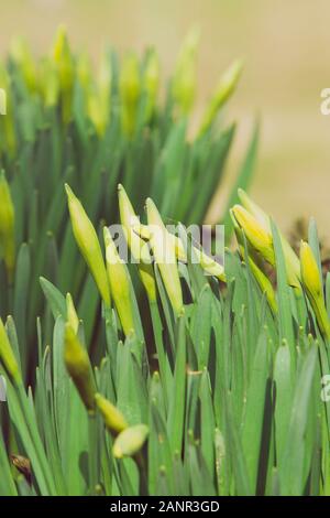 beautiful fresh spring daffodils in springtime Stock Photo