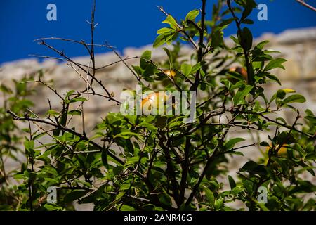 Unripe pomegranate fruit on a tree in leaves close-up, autumn, on background of the ancient Old Bar fortress wall, Montenegro Stock Photo