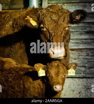 Portrait of a cow, mother, and her brown calf Stock Photo