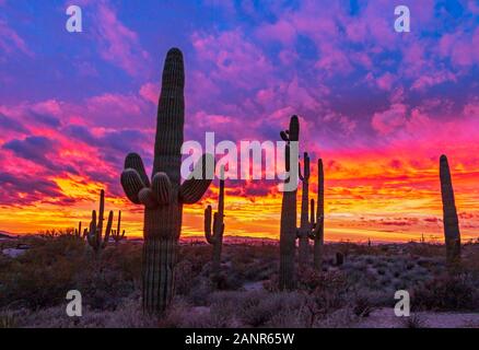 Epic and vibrant Arizona Desert Sunset Landscape with saguaro cactus plants in North Scottsdale Stock Photo