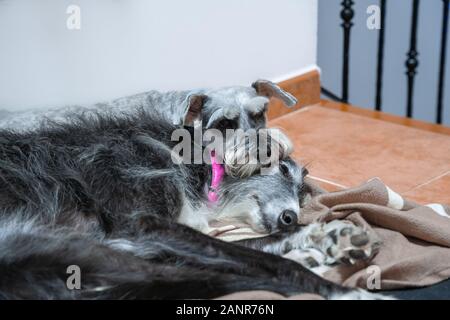 Two dogs sleeping on top of each other, schnauzer on top of greyhound Stock Photo