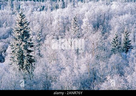 Hoarfrost or rime ice  on trees in Alberta Canada during a cold winter day Stock Photo