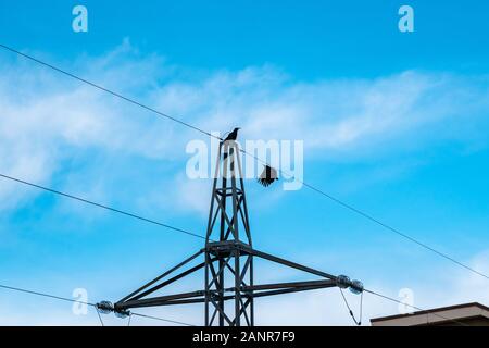 Two black crows perching on an electric tower Stock Photo