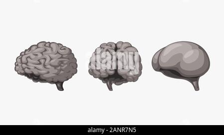 grey color brain set on white Stock Vector