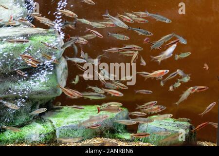 Charleston, South Carolina -September 27, 2019. Fish schooling in an aquarium tank at South Carolina Aquarium. Stock Photo