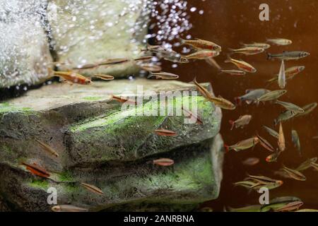 Charleston, South Carolina -September 27, 2019. Fish schooling in an aquarium tank at South Carolina Aquarium. Stock Photo