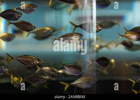 Charleston, South Carolina -September 27, 2019. Fish schooling in an aquarium tank at South Carolina Aquarium. Stock Photo