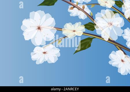 Almond tree white flowers with buds. Stock Vector