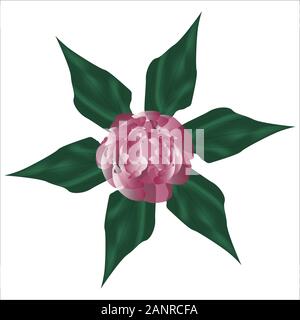 Peony, a flower made in a realistic style. Stock Vector