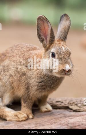 Cute bunny rabbit outdoor portrait Stock Photo