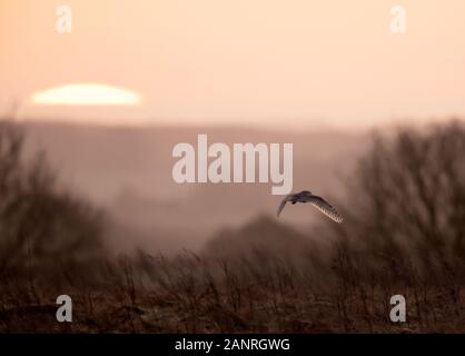 A wild Barn Owl (Tyto Alba) hunts over Cotswold grasslands just after Sunrise Stock Photo