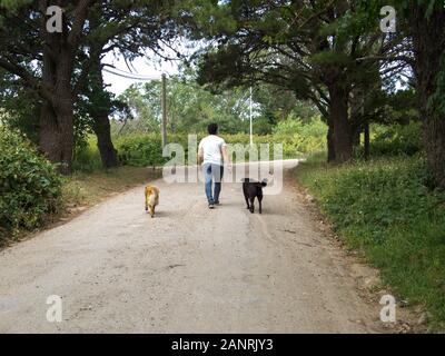 Young man walking on a path with two dogs, a black labrador and a brown little dog, Tandil, Buenos Aires, Argentina. Stock Photo