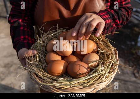 A woman holds a rattan basket with fresh eggs. Stock Photo