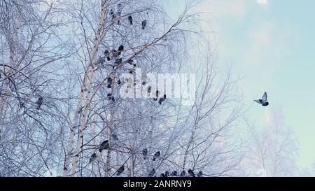 gray pigeons stood on a branch with white snow. A flock of birds close-up. animals in the winter season. Frosty trees in frosty winter. Stock Photo