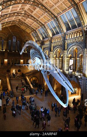 'Hope' the blue whale skeleton in the Hintze Hall, at the Natural History Museum, London, England, UK Stock Photo