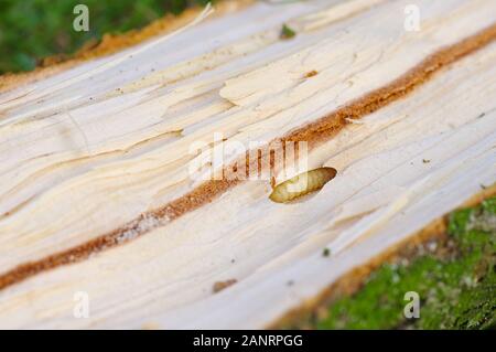 Bark Beetle pupae and galleries in spruce  wood Stock Photo