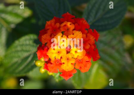 a beautiful large leaf lantana flower blooming in the garden. Stock Photo
