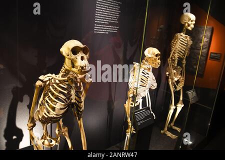 Prehistory Gallery looking at human evolution, from monkey to man, in the Natural History Museum, London, England, UK Stock Photo