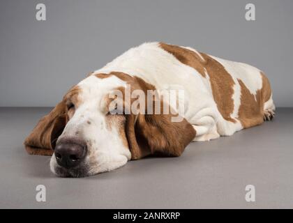 Basset Hound Dog relaxing, photographed in the UK. Stock Photo