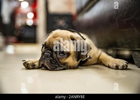 Pug laying on Floor and looking or waiting for someone Stock Photo