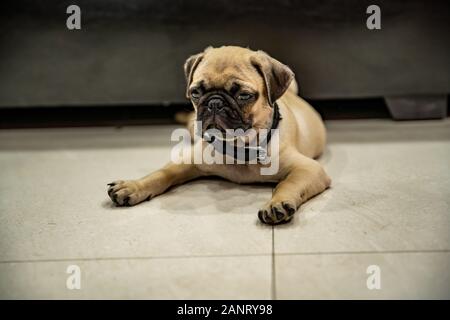 Pug laying on Floor and looking or waiting for someone Stock Photo